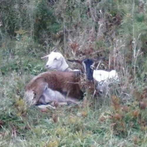 Adventures in Goat Milk